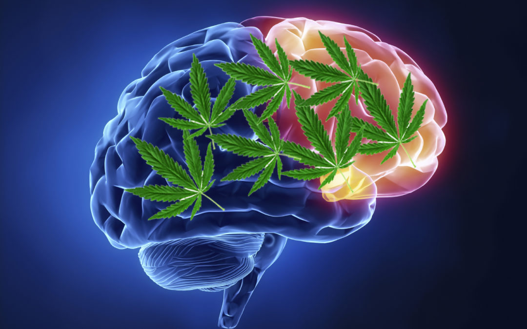 How marijuana damages the brain